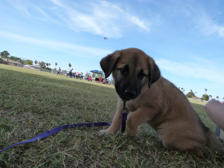 chinook dog